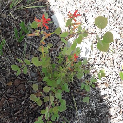 Castilleja tenuiflora, photographed by José Gerardo Velasco