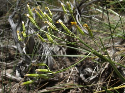 Crepis acuminata, photographed by Jim Morefield