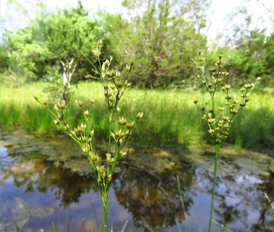 Juncus marginatus, photographed by Annika Lindqvist