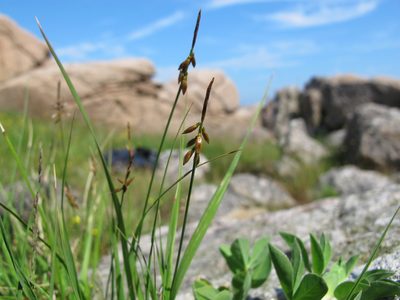 Carex pulicaris, photographed by Grzegorz Grzejszczak