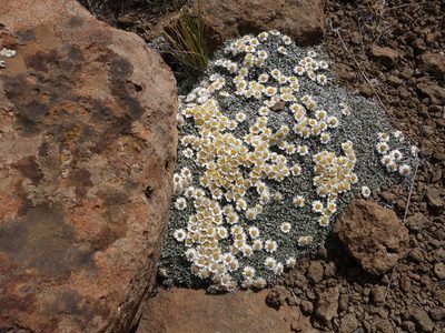 Helichrysum sessilioides, photographed by Tammy