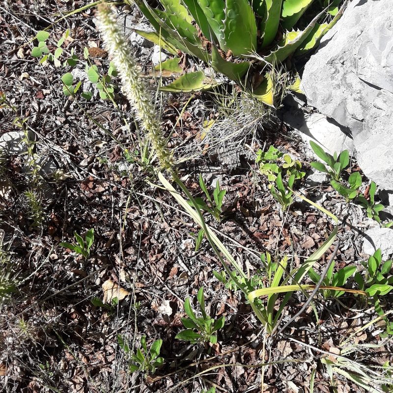 Schoenocaulon texanum, photographed by José Gerardo Velasco