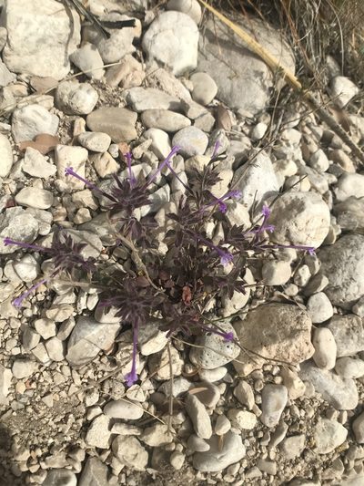 Hedeoma costata, photographed by Chase Mathey