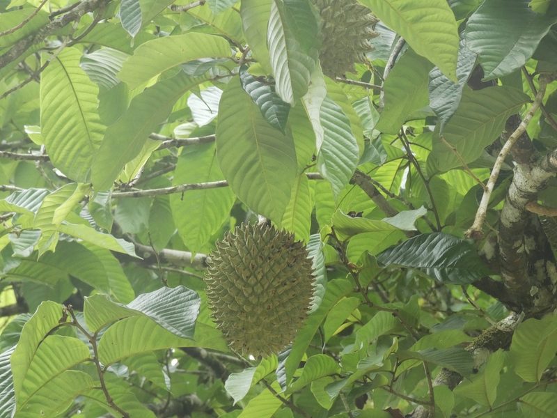 Annona purpurea, photographed by Kai Squires
