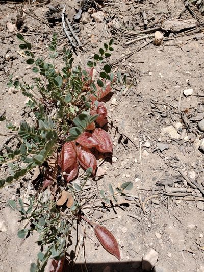 Astragalus megacarpus, photographed by Erin Walters