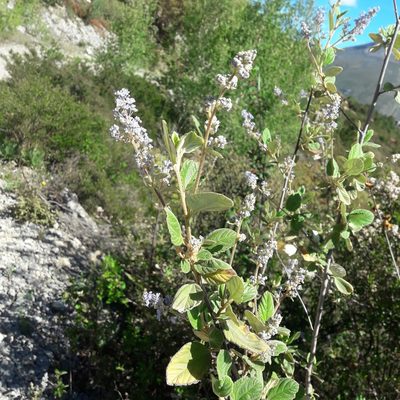 Ceanothus caeruleus, photographed by José Gerardo Velasco