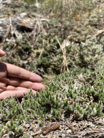 Selaginella acanthonota, photographed by Brandon Corder