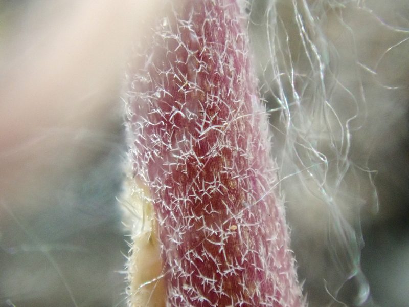 Boechera pendulocarpa, photographed by Trevor Van Loon
