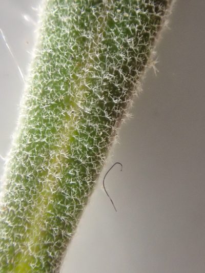 Boechera pendulocarpa, photographed by Trevor Van Loon