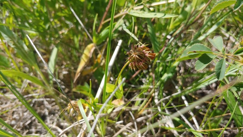 Trifolium reflexum, photographed by Ryan Sorrells