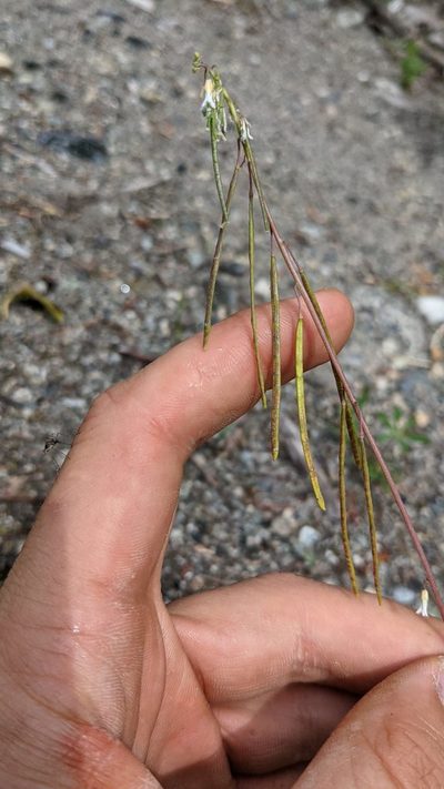 Boechera pendulocarpa, photographed by Trevor Van Loon