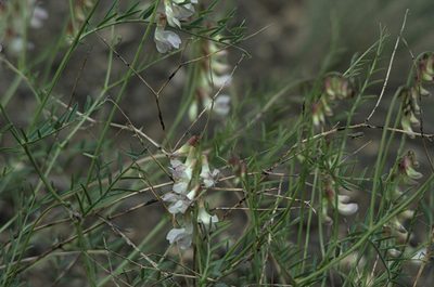 Vicia costata, photographed by Pavel Komkov
