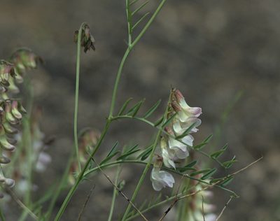Vicia costata, photographed by Pavel Komkov