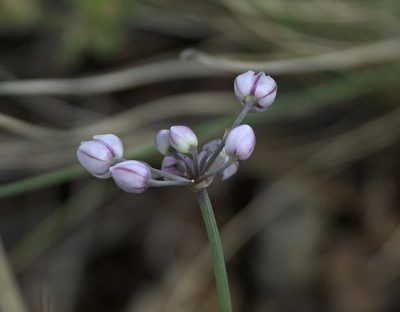 Allium vodopjanovae, photographed by Pavel Komkov