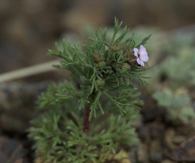 Chamaerhodos erecta, photographed by Pavel Komkov