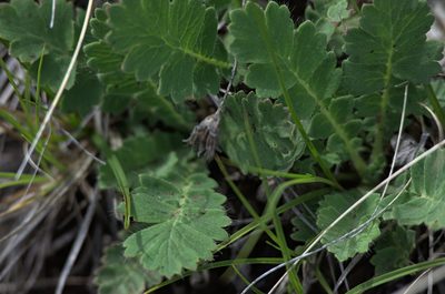 Coluria geoides, photographed by Pavel Komkov