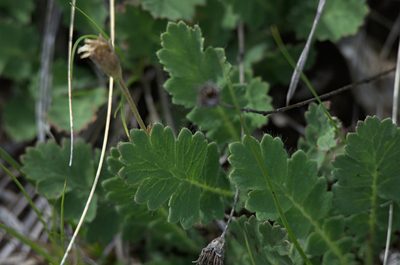 Coluria geoides, photographed by Pavel Komkov