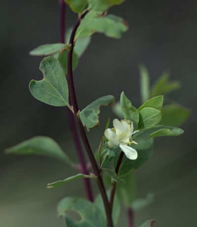 Lonicera microphylla, photographed by Pavel Komkov