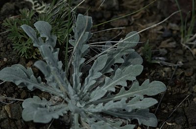 Echinops humilis, photographed by Pavel Komkov