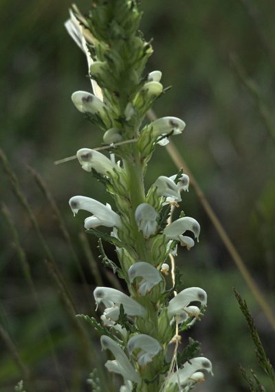 Pedicularis achilleifolia, photographed by Pavel Komkov