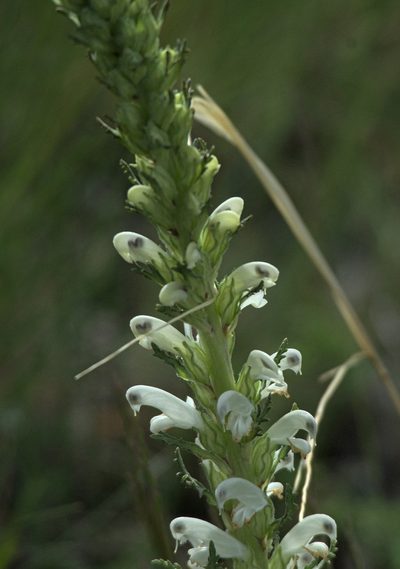 Pedicularis achilleifolia, photographed by Pavel Komkov
