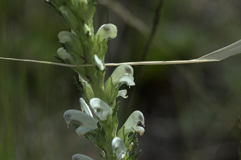 Pedicularis achilleifolia, photographed by Pavel Komkov