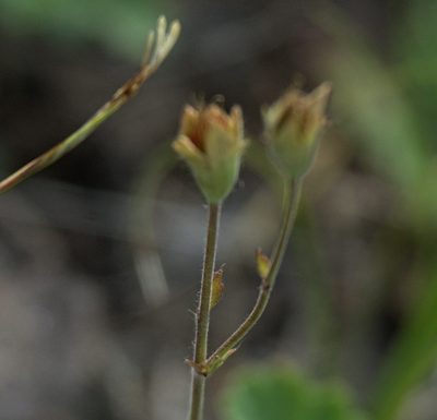 Coluria geoides, photographed by Pavel Komkov