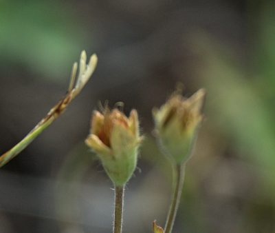 Coluria geoides, photographed by Pavel Komkov