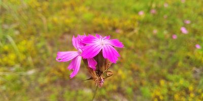 Dianthus borbasii, photographed by Oleksii Vasyliuk