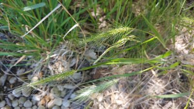 Elymus villosus, photographed by Ryan Sorrells