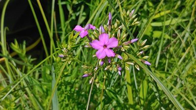 Phlox glaberrima, photographed by Ryan Sorrells