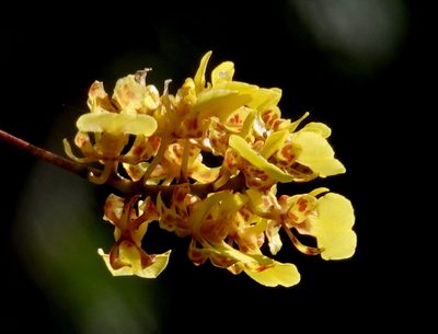 Trichocentrum cebolleta, photographed by desertnaturalist