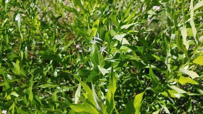 Amsonia tabernaemontana, photographed by Ryan Sorrells