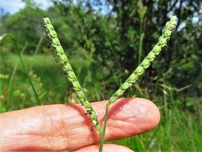 Paspalum pubiflorum, photographed by Annika Lindqvist