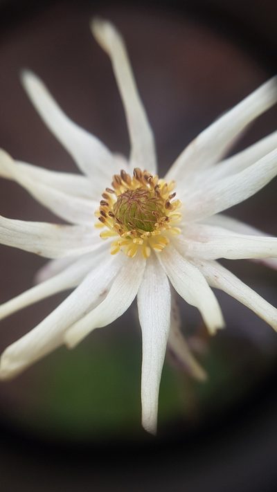 Knowltonia anemonoides, photographed by Timothy Smith