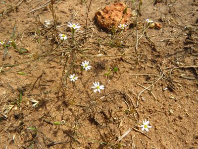 Chaetopappa asteroides, photographed by Annika Lindqvist