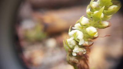Satyrium bicallosum, photographed by Timothy Smith