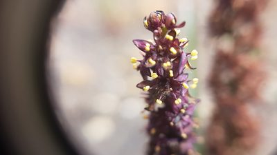 Wurmbea recurva, photographed by Timothy Smith