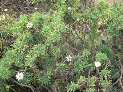Argyranthemum foeniculaceum, photographed by Eric Knight