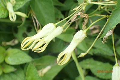 Riocreuxia polyantha, photographed by Peter Warren