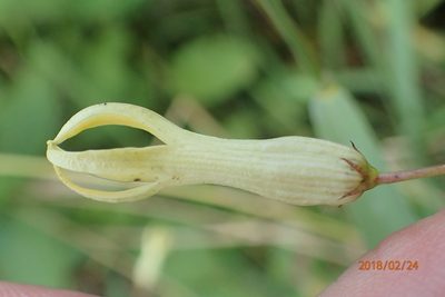 Riocreuxia polyantha, photographed by Peter Warren