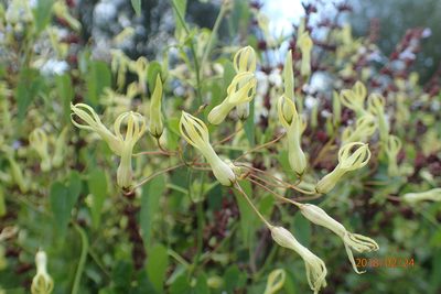Riocreuxia polyantha, photographed by Peter Warren