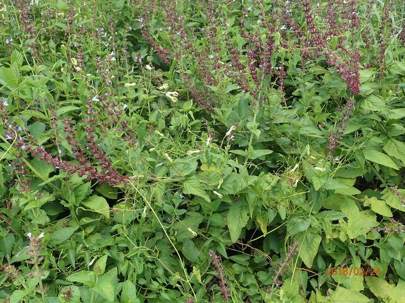 Riocreuxia polyantha, photographed by Peter Warren