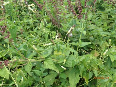 Riocreuxia polyantha, photographed by Peter Warren