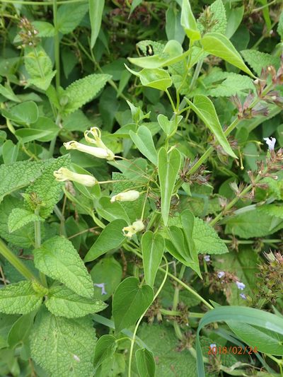 Riocreuxia polyantha, photographed by Peter Warren