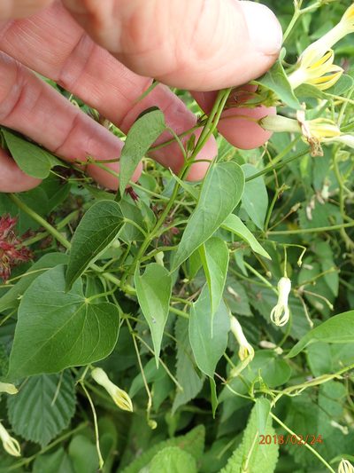 Riocreuxia polyantha, photographed by Peter Warren