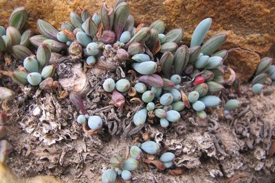 Curio repens, photographed by James Deacon