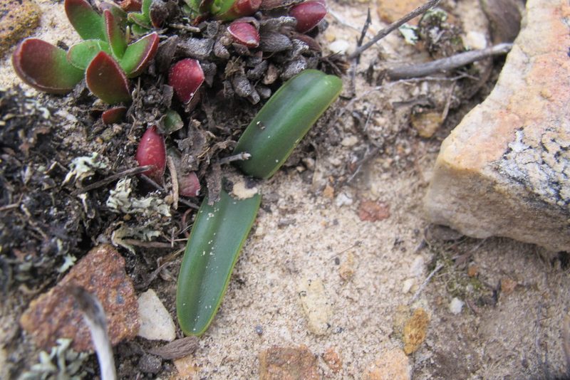 Austronea ecklonii, photographed by James Deacon