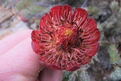 Protea witzenbergiana, photographed by James Deacon