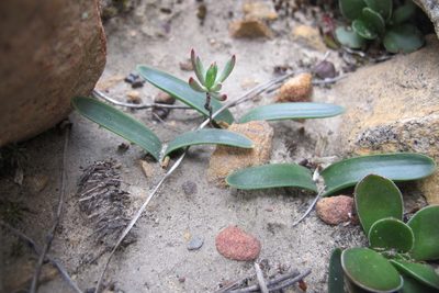 Austronea ecklonii, photographed by James Deacon